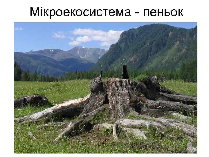Мікроекосистема - пеньок 