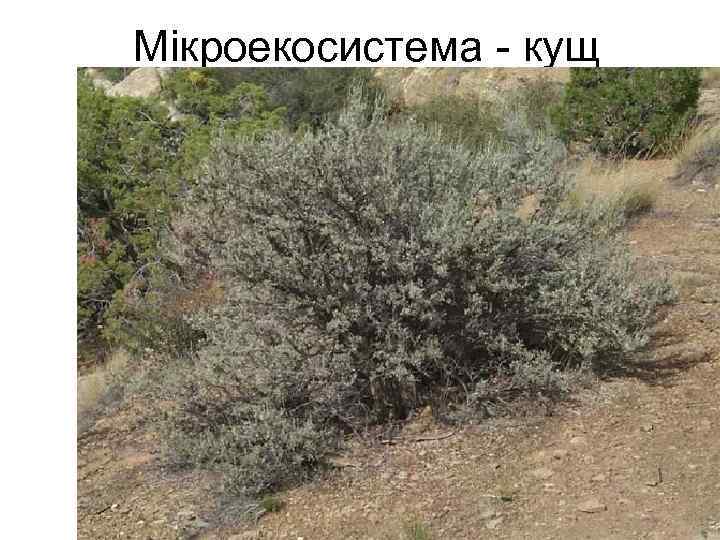 Мікроекосистема - кущ 
