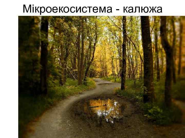 Мікроекосистема - калюжа 