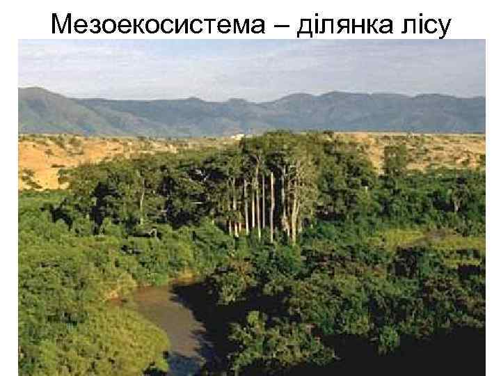 Мезоекосистема – ділянка лісу 