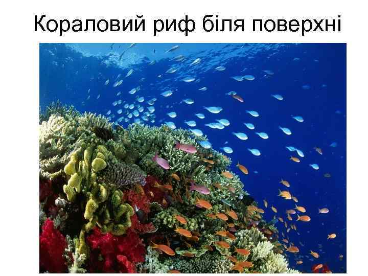 Кораловий риф біля поверхні 
