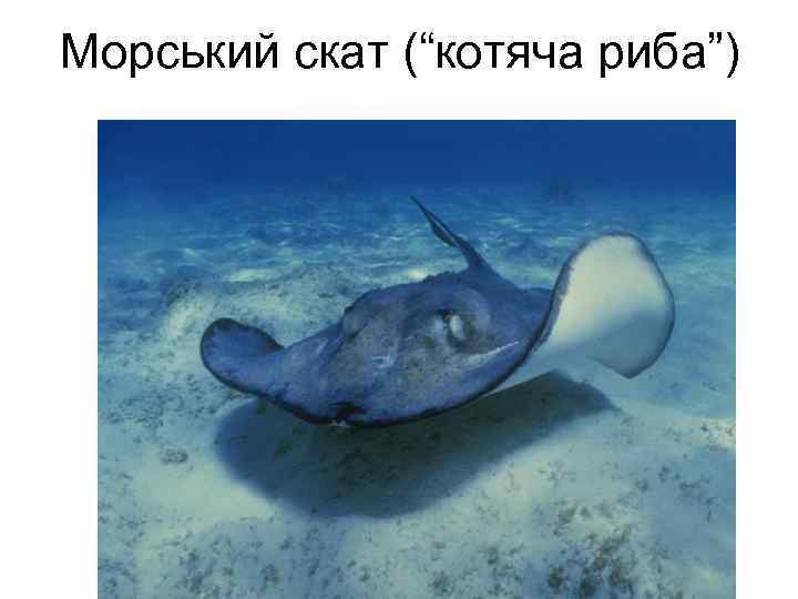 Морський скат (“котяча риба”) 
