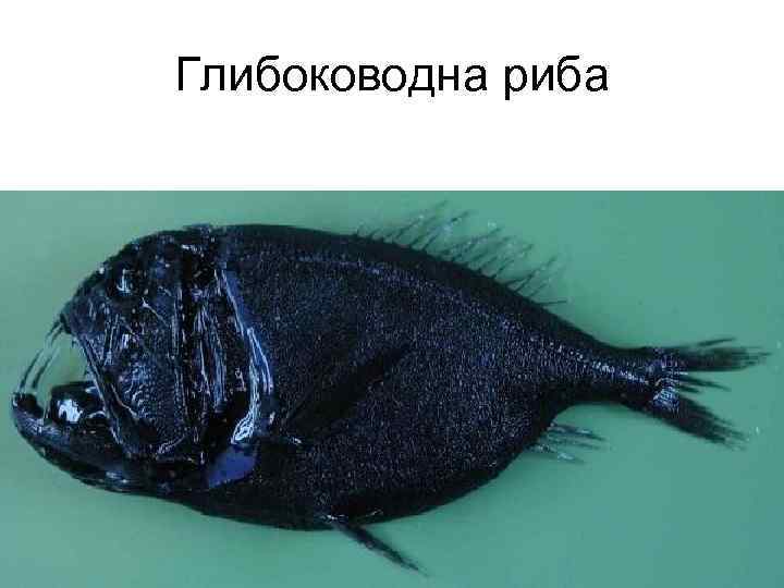 Глибоководна риба 