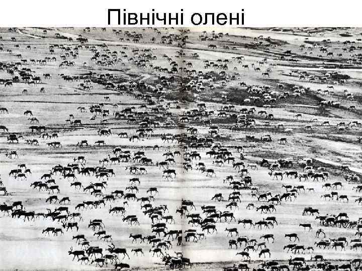 Північні олені 