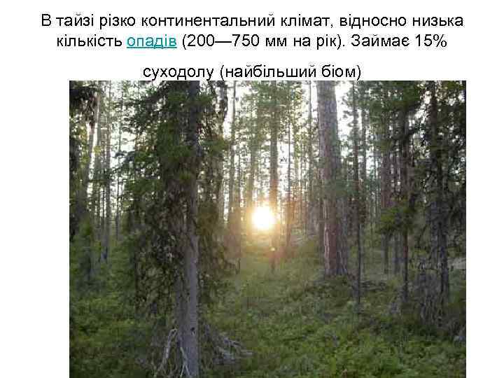 В тайзі різко континентальний клімат, відносно низька кількість опадів (200— 750 мм на рік).