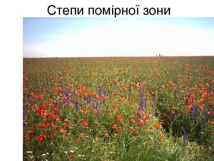 Степи помірної зони 