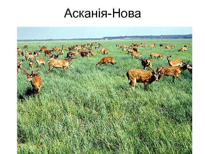 Асканія-Нова 