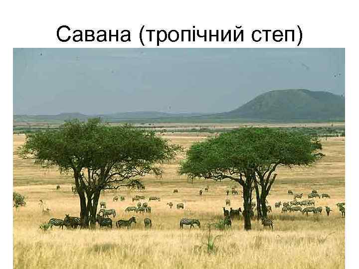 Савана (тропічний степ) 