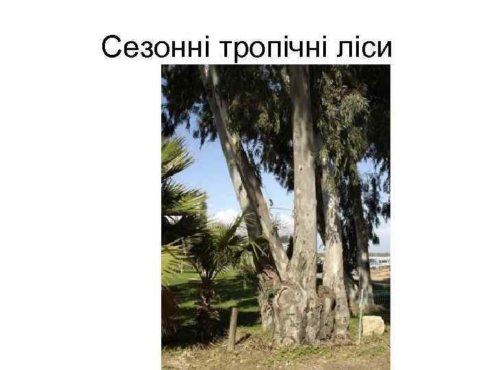 Сезонні тропічні ліси 