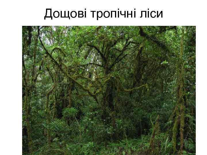 Дощові тропічні ліси 