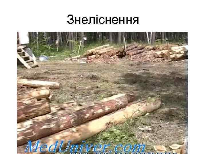Знеліснення 
