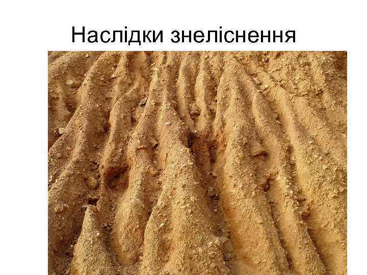 Наслідки знеліснення 