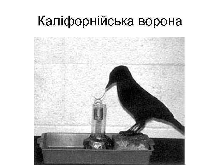 Каліфорнійська ворона 