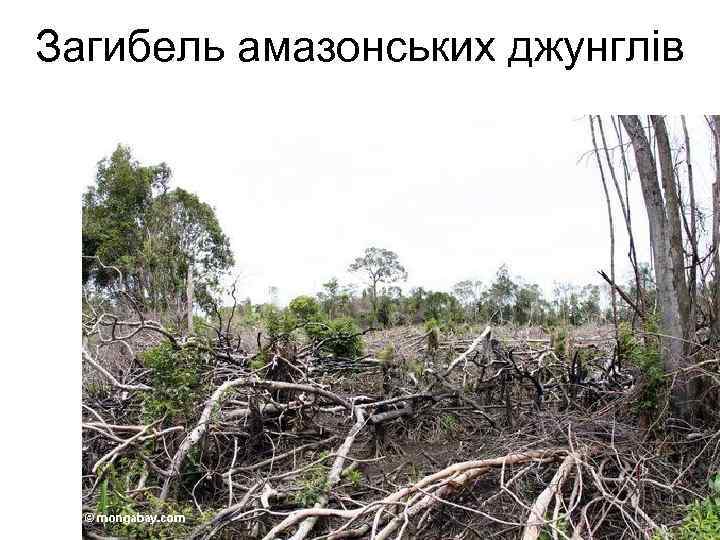 Загибель амазонських джунглів 