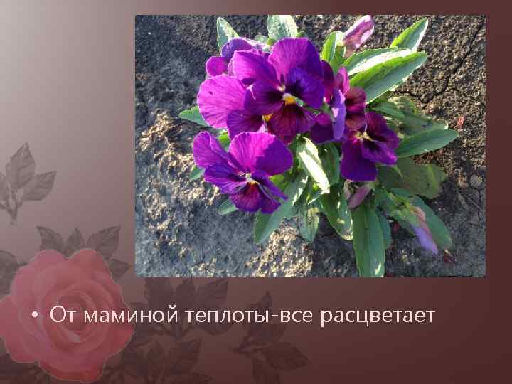  • От маминой теплоты-все расцветает 