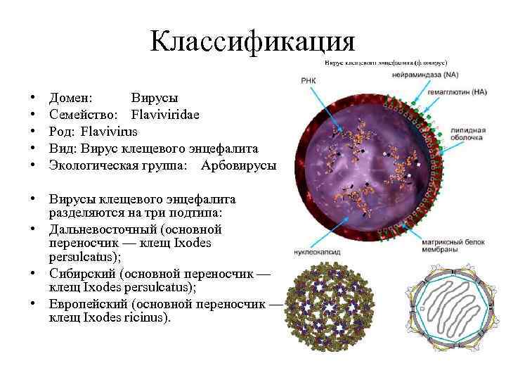 Классификация • • • Домен: Вирусы Семейство: Flaviviridae Род: Flavivirus Вид: Вирус клещевого энцефалита