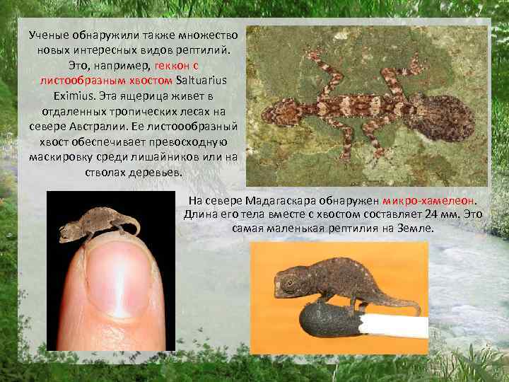 Ученые обнаружили также множество новых интересных видов рептилий. Это, например, геккон с листообразным хвостом