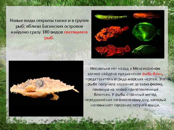 Новые виды открыты также и в группе рыб: вблизи Багамских островов найдено сразу 180