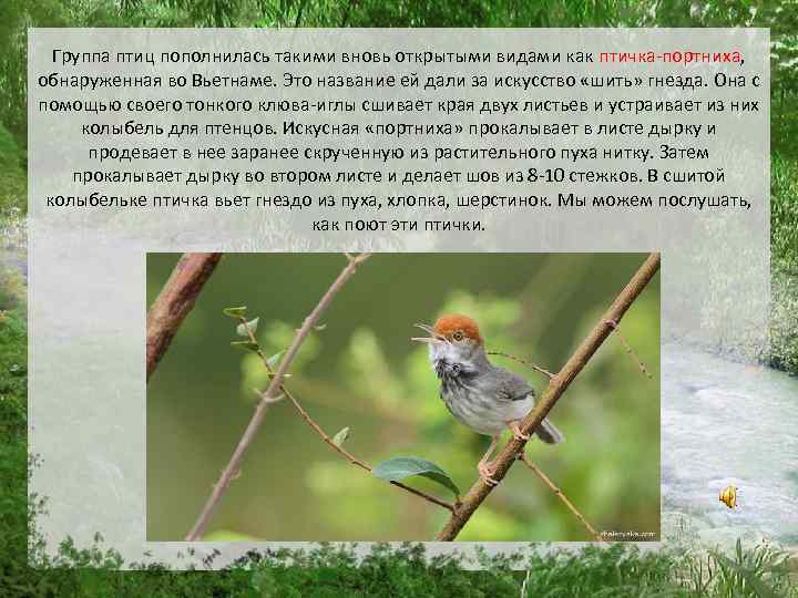 Группа птиц пополнилась такими вновь открытыми видами как птичка-портниха, обнаруженная во Вьетнаме. Это название