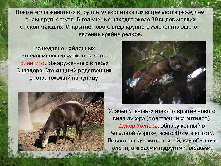 Новые виды животных в группе млекопитающих встречаются реже, чем виды других групп. В год