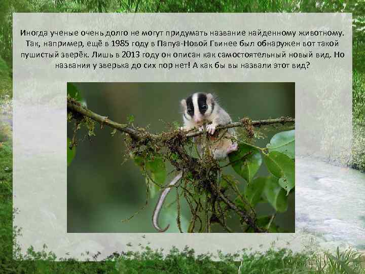 Иногда ученые очень долго не могут придумать название найденному животному. Так, например, ещё в