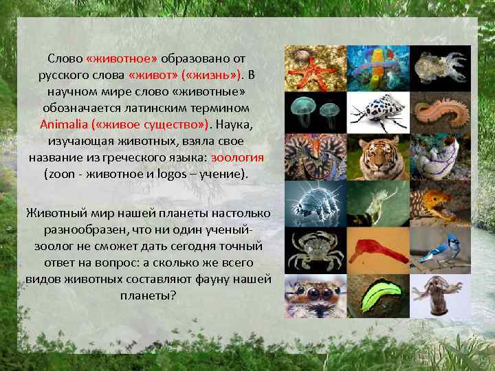 Слово «животное» образовано от русского слова «живот» ( «жизнь» ). В научном мире слово