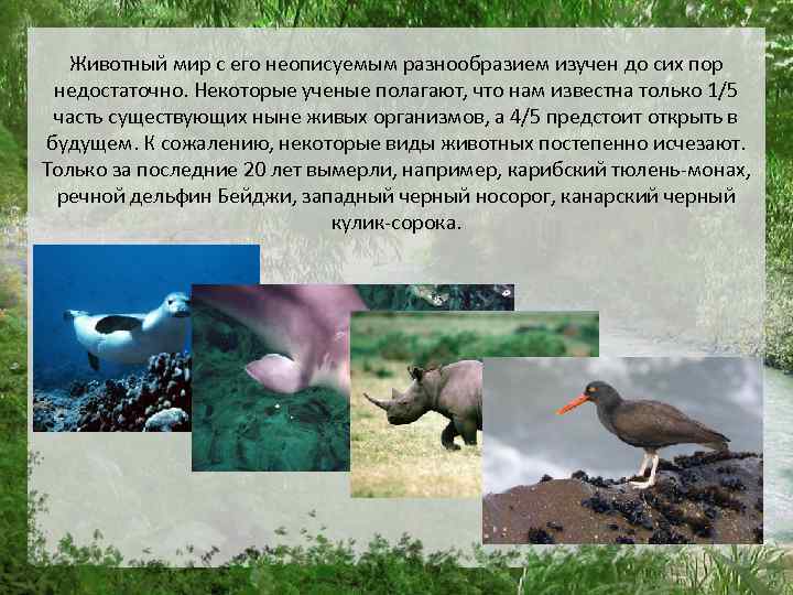 Животный мир с его неописуемым разнообразием изучен до сих пор недостаточно. Некоторые ученые полагают,