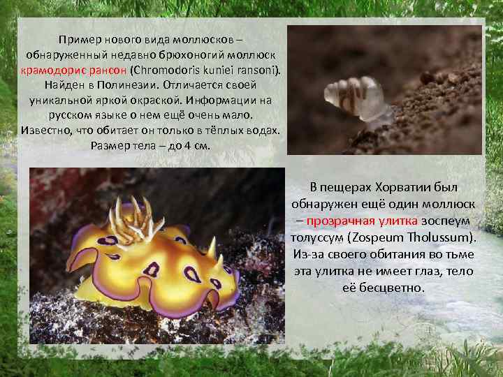 Пример нового вида моллюсков – обнаруженный недавно брюхоногий моллюск крамодорис рансон (Chromodoris kuniei ransoni).