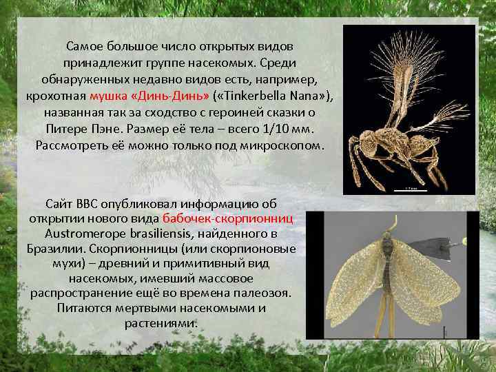 Самое большое число открытых видов принадлежит группе насекомых. Среди обнаруженных недавно видов есть, например,