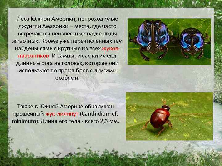 Леса Южной Америки, непроходимые джунгли Амазонки – места, где часто встречаются неизвестные науке виды