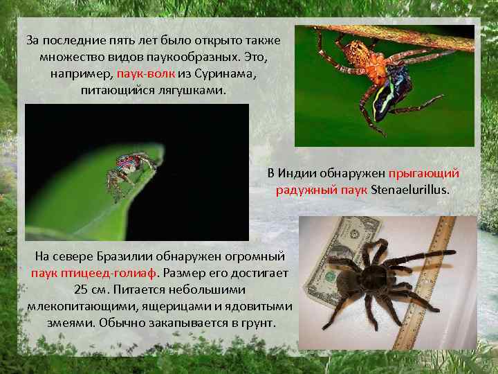За последние пять лет было открыто также множество видов паукообразных. Это, например, паук-волк из