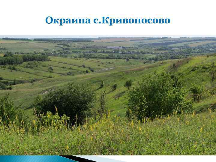 Окраина с. Кривоносово 