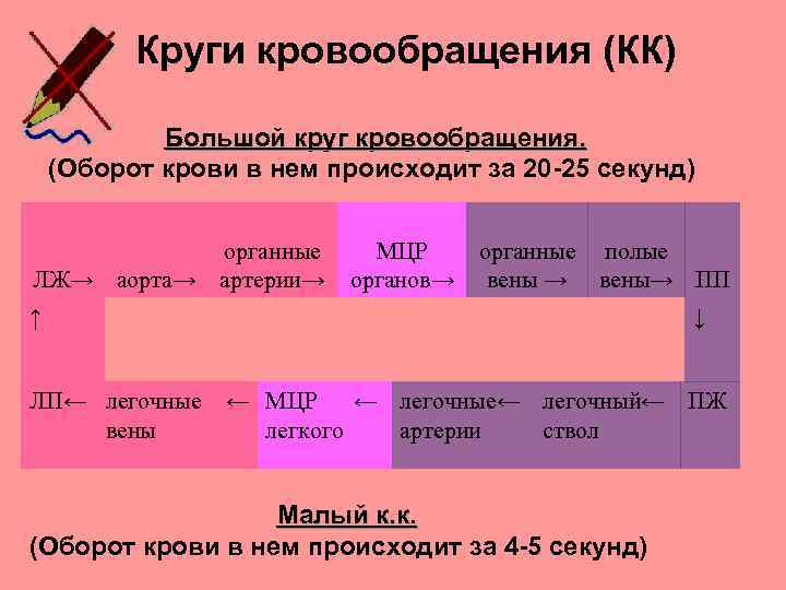 Круги кровообращения (КК) Большой круг кровообращения. (Оборот крови в нем происходит за 20 -25