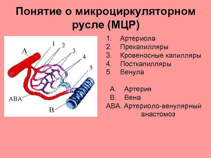 Микроциркуляторное русло схема