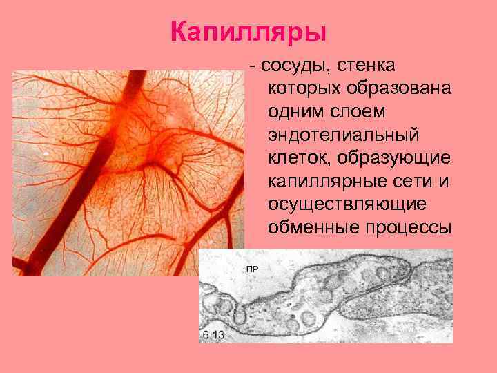 Стенки образованы 1 слоем клеток. Стенка капилляра образована:. Стенки кровеносных капилляров образованы.