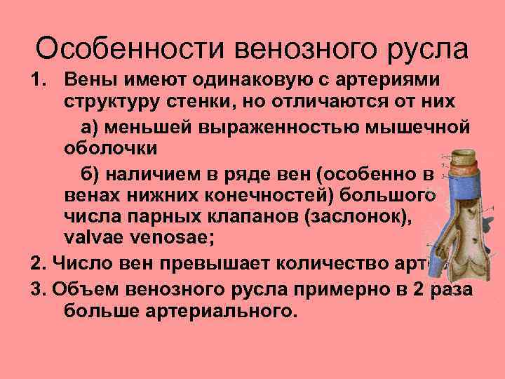 Исследователь изучал особенности строения сосудов