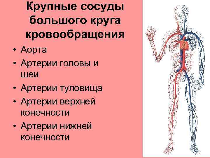 Схема большого круга кровообращения артерии с обозначениями