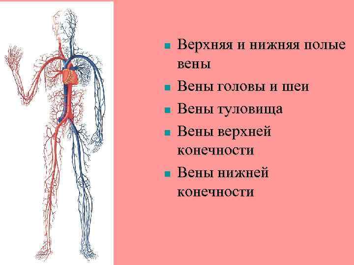 n n n Верхняя и нижняя полые вены Вены головы и шеи Вены туловища