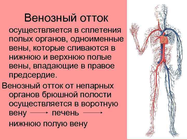 Обеспечивает отток тканевой жидкости от всех органов