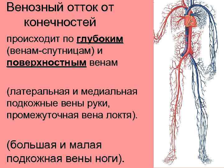 Венозный отток от конечностей происходит по глубоким (венам-спутницам) и поверхностным венам (латеральная и медиальная
