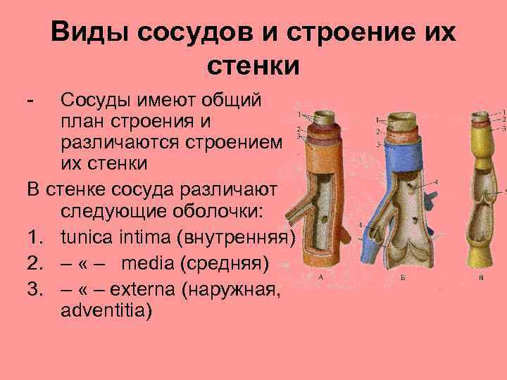 Виды сосудов и строение их стенки - Сосуды имеют общий план строения и различаются