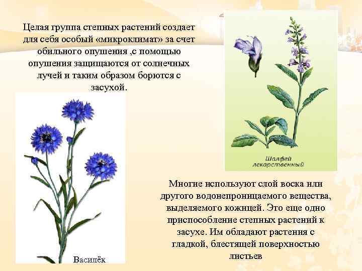 Целая группа степных растений создает для себя особый «микроклимат» за счет обильного опушения ,