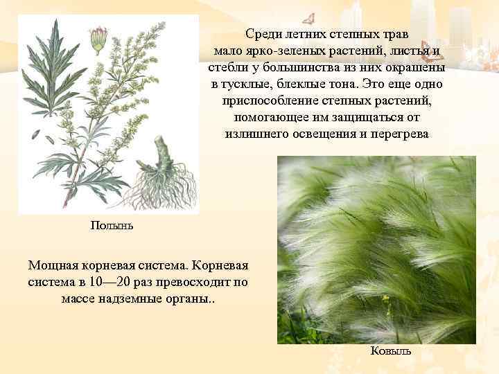 Среди летних степных трав мало ярко зеленых растений, листья и стебли у большинства из