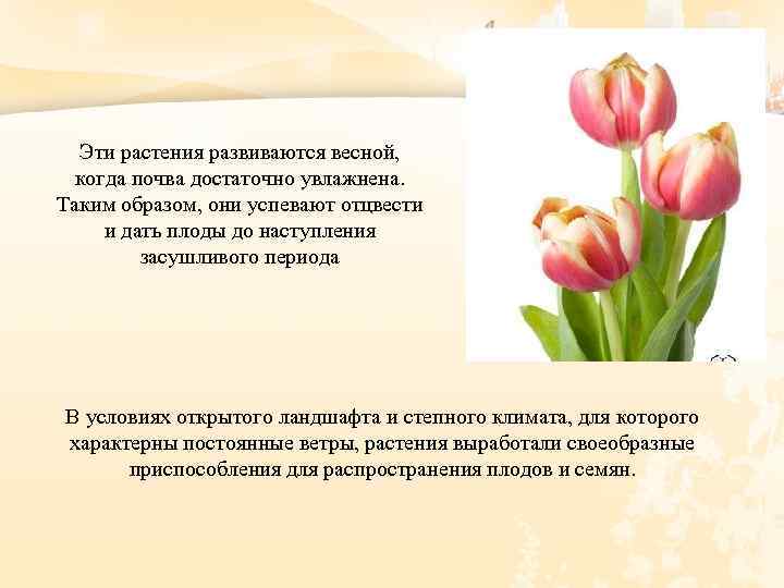 Эти растения развиваются весной, когда почва достаточно увлажнена. Таким образом, они успевают отцвести и
