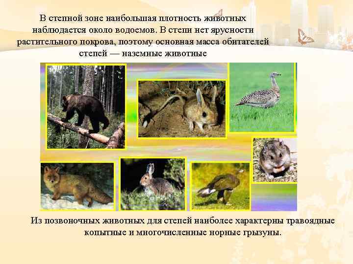 В степной зоне наибольшая плотность животных наблюдается около водоемов. В степи нет ярусности растительного