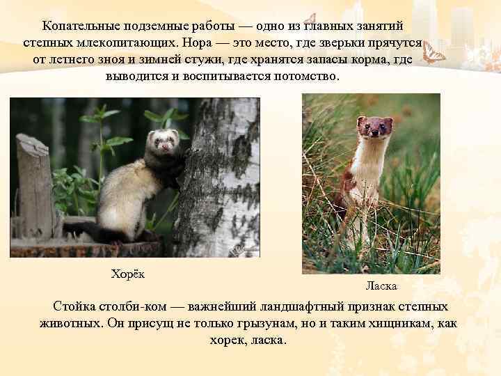 Копательные подземные работы — одно из главных занятий степных млекопитающих. Нора — это место,