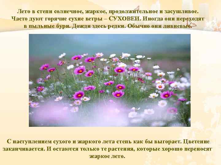 Лето в степи солнечное, жаркое, продолжительное и засушливое. Часто дуют горячие сухие ветры –