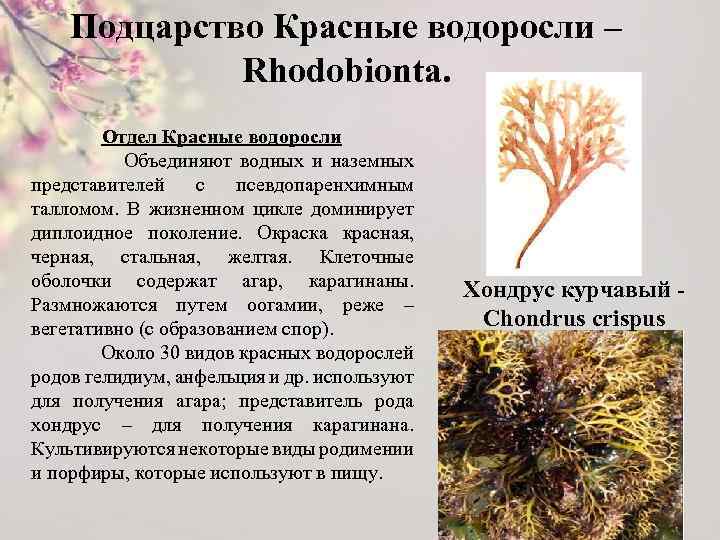 Подцарство Красные водоросли – Rhodobionta. Отдел Красные водоросли Объединяют водных и наземных представителей с