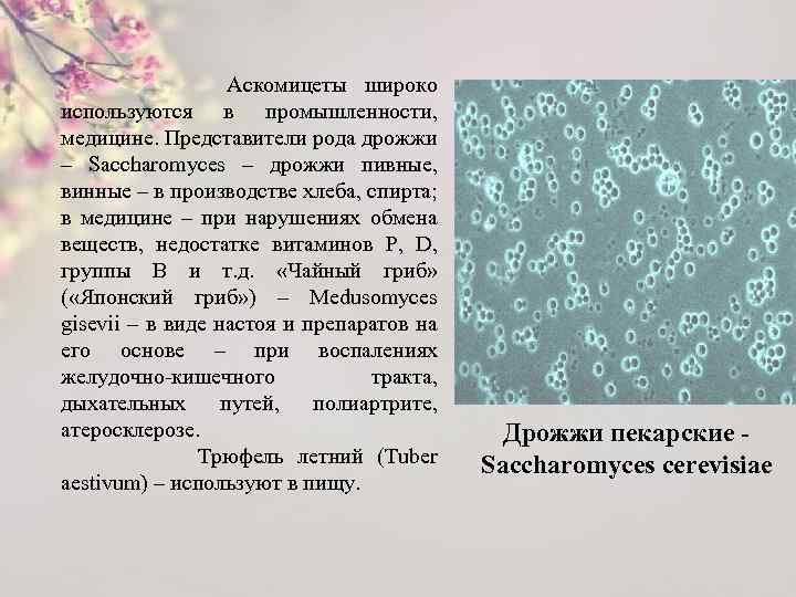 Аскомицеты широко используются в промышленности, медицине. Представители рода дрожжи – Saccharomyces – дрожжи пивные,