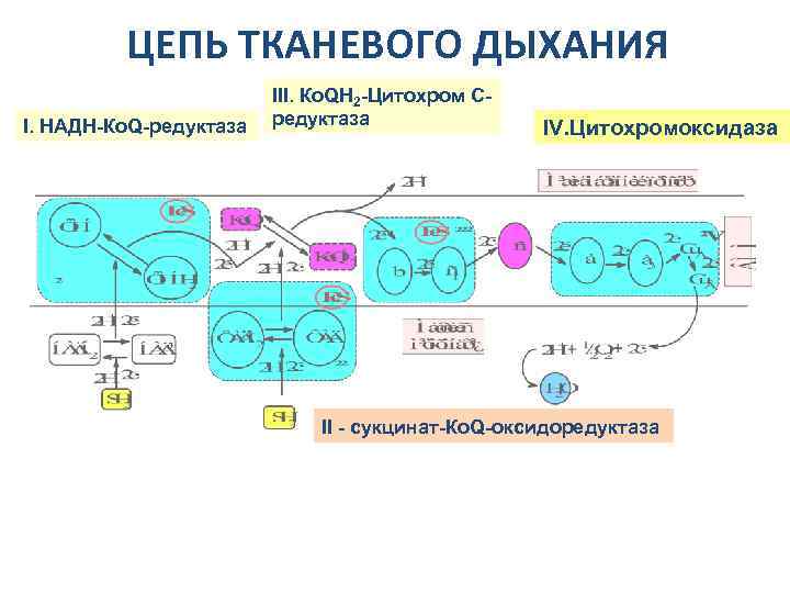 Цитохромоксидаза схема строения